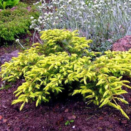 Jałowiec goldschatz