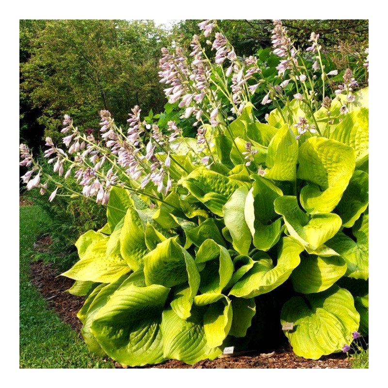 Hosta sum and substance