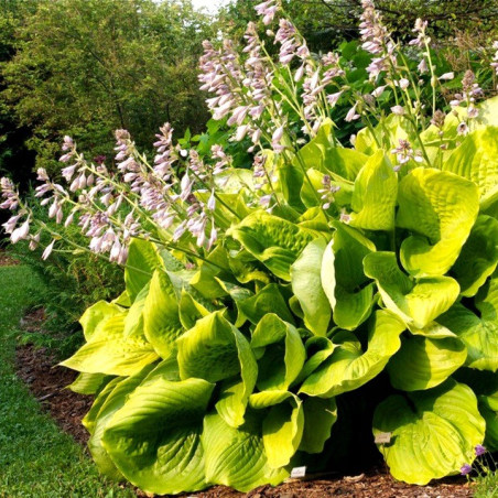 Hosta sum and substance