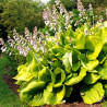 Hosta sum and substance