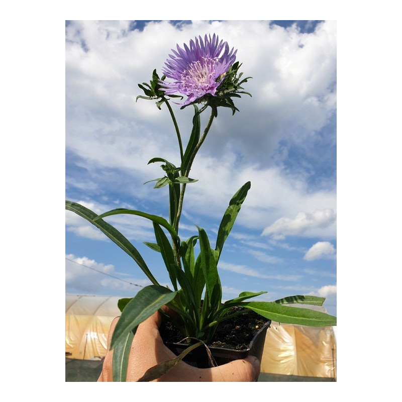 Stokezja niebieska sadzonka