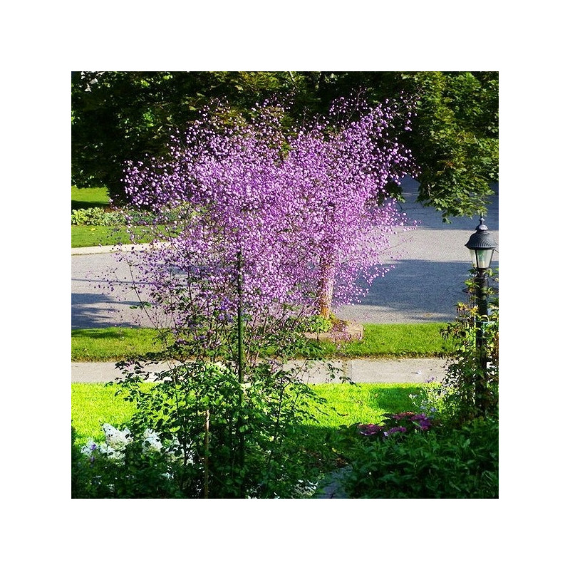 Rutewka delavaya sadzonki