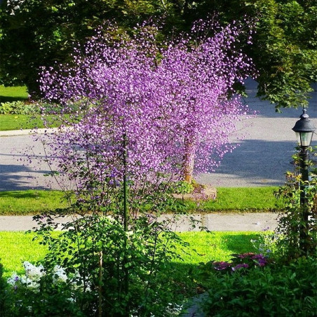 Rutewka delavaya sadzonki