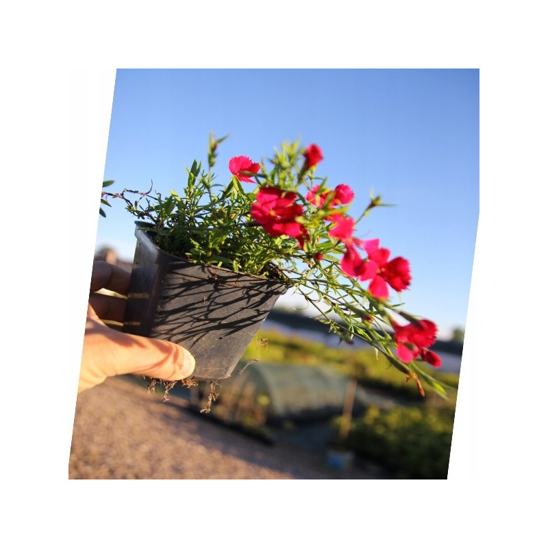 Goździk leuchtfunk sklep