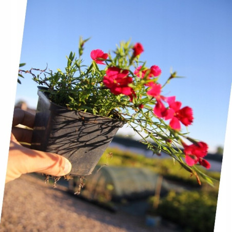 Goździk leuchtfunk sklep