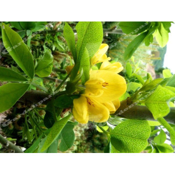 Złotokap Alpejski  Sunspire