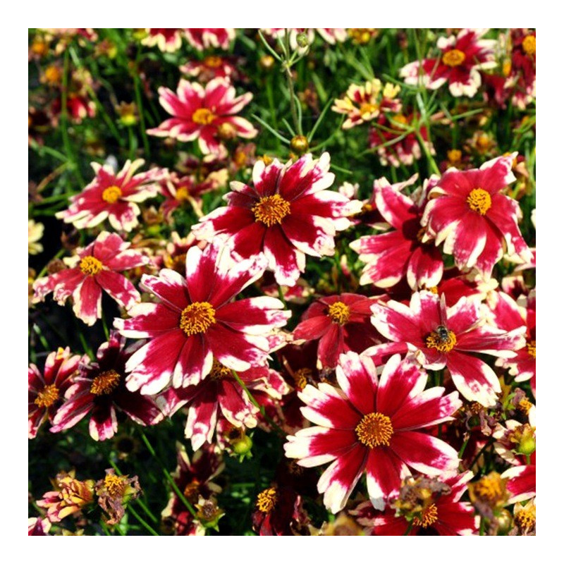 Nachyłek ruby frost