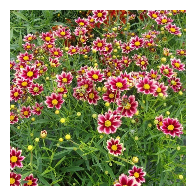 Nachyłek ruby frost