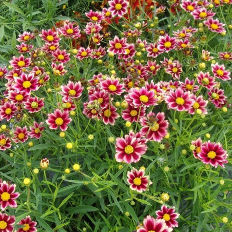 Nachyłek ruby frost