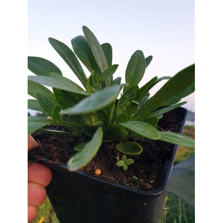 Nachyłek ruby frost sadzonka