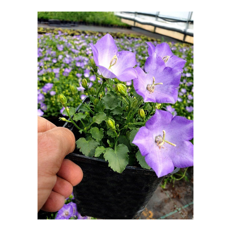 Dzwonek karpacki niebieski sadzonka