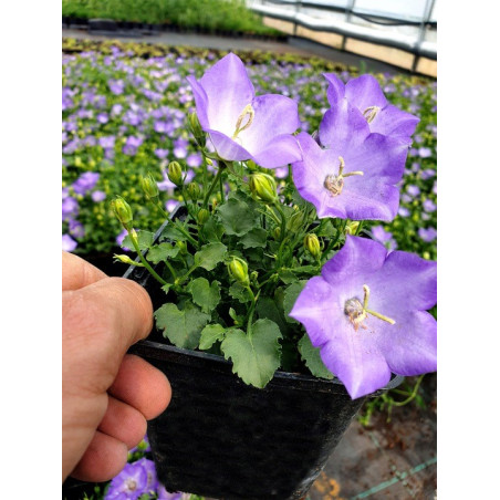 Dzwonek karpacki niebieski sadzonka