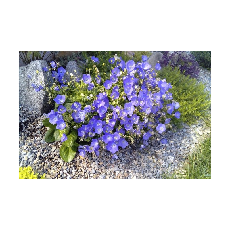 Dzwonek karpacki niebieski cena