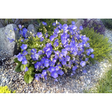 Dzwonek karpacki niebieski cena