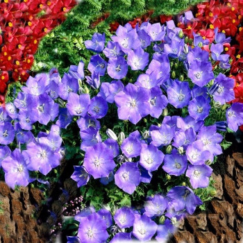 Dzwonek karpacki niebieski