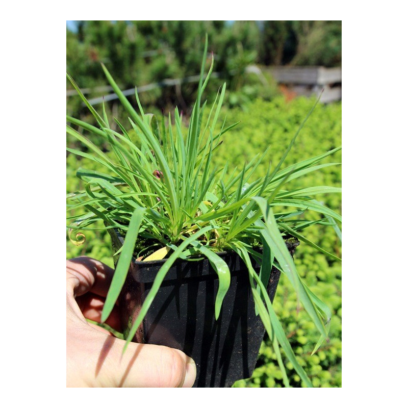 Zawciąg szerokolistny sadzonka