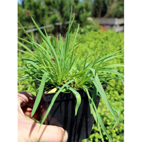 Zawciąg szerokolistny sadzonka