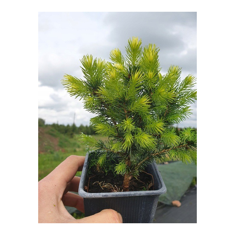 Świerk Biały daisys white sadzonka