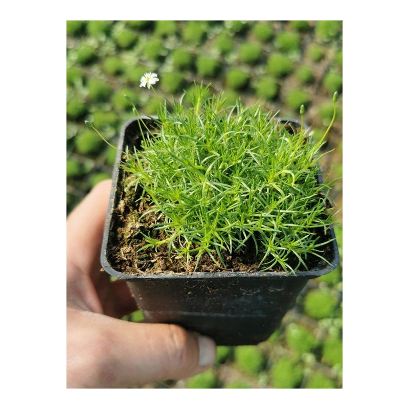 karmnik ościsty sadzonka