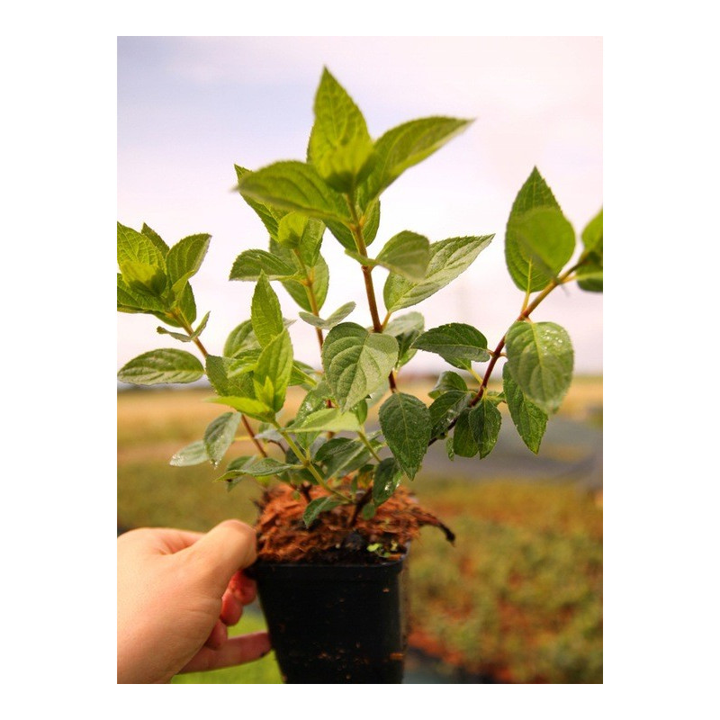 Hortensja bukietowa sadzonka