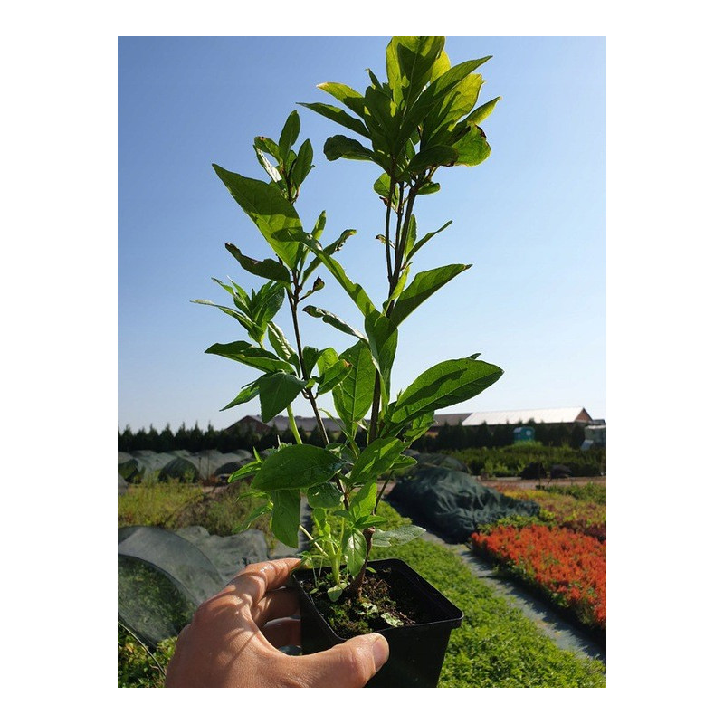 magnolia susan sadzonka