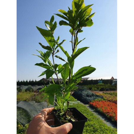 magnolia susan sadzonka