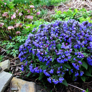 MIODUNKA BLUE ENSIGN