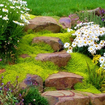 Karmnik ościsty AUREA