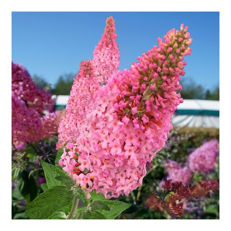 Budleja Pink Panther