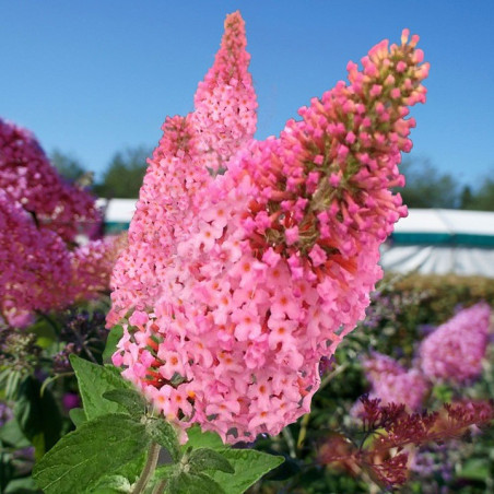 Budleja Pink Panther