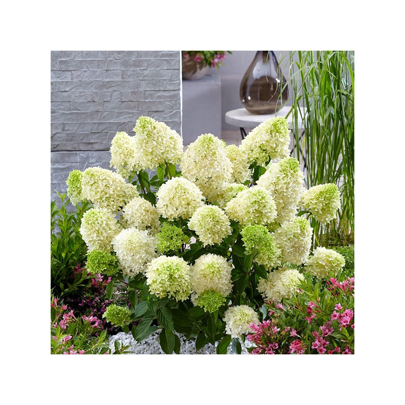 Hortensja bukietowa Bobo cena