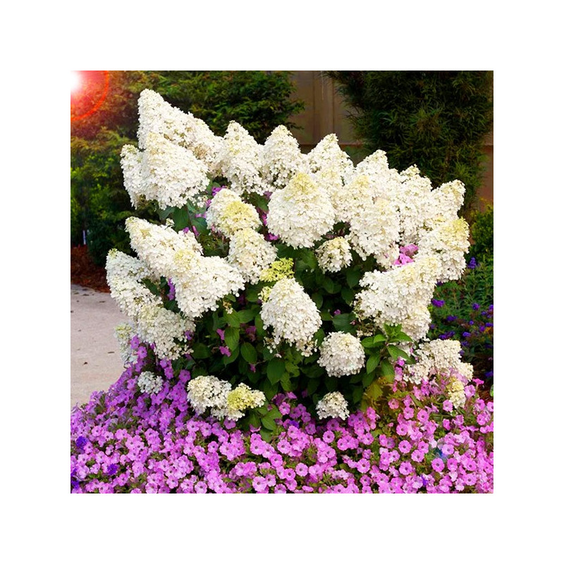 Hortensja bukietowa Bobo cena