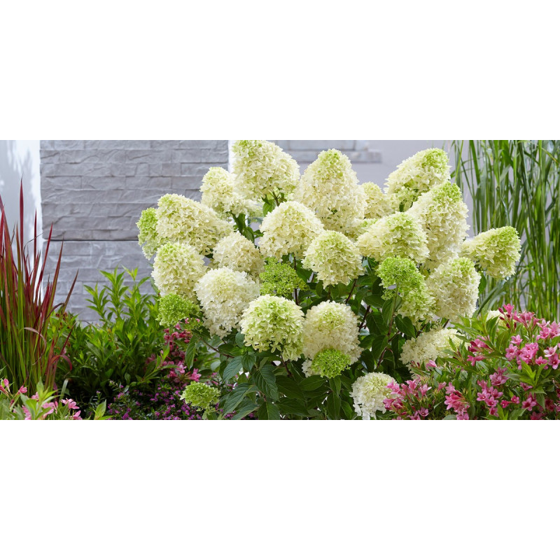 Hortensja bukietowa Bobo sklep