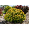 berberys goldalita miniaturowy