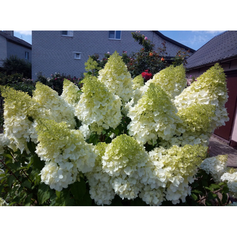 Hortensja bukietowa phantom sklep
