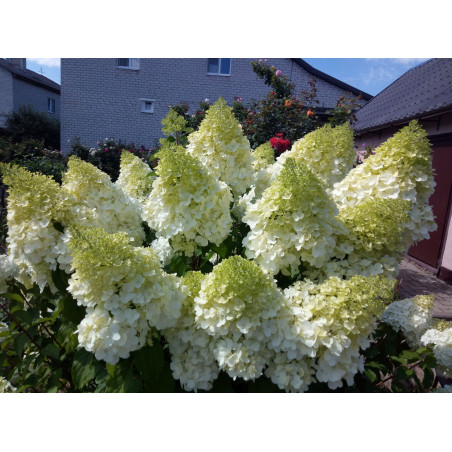 Hortensja bukietowa phantom sklep