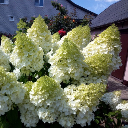 Hortensja bukietowa Phantom