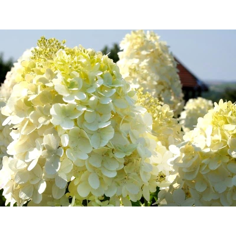 Hortensja bukietowa limelight