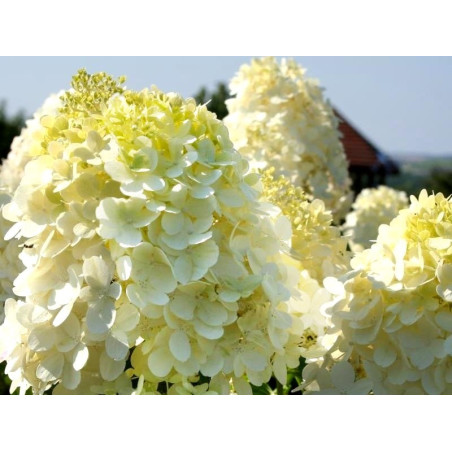 Hortensja bukietowa limelight