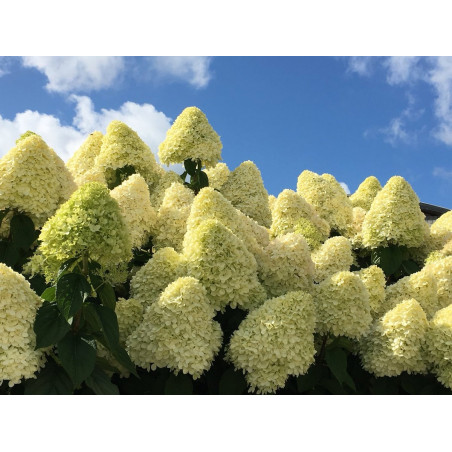 Hortensja bukietowa Limelight