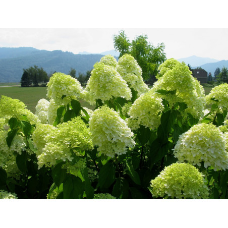 Hortensja bukietowa limelight