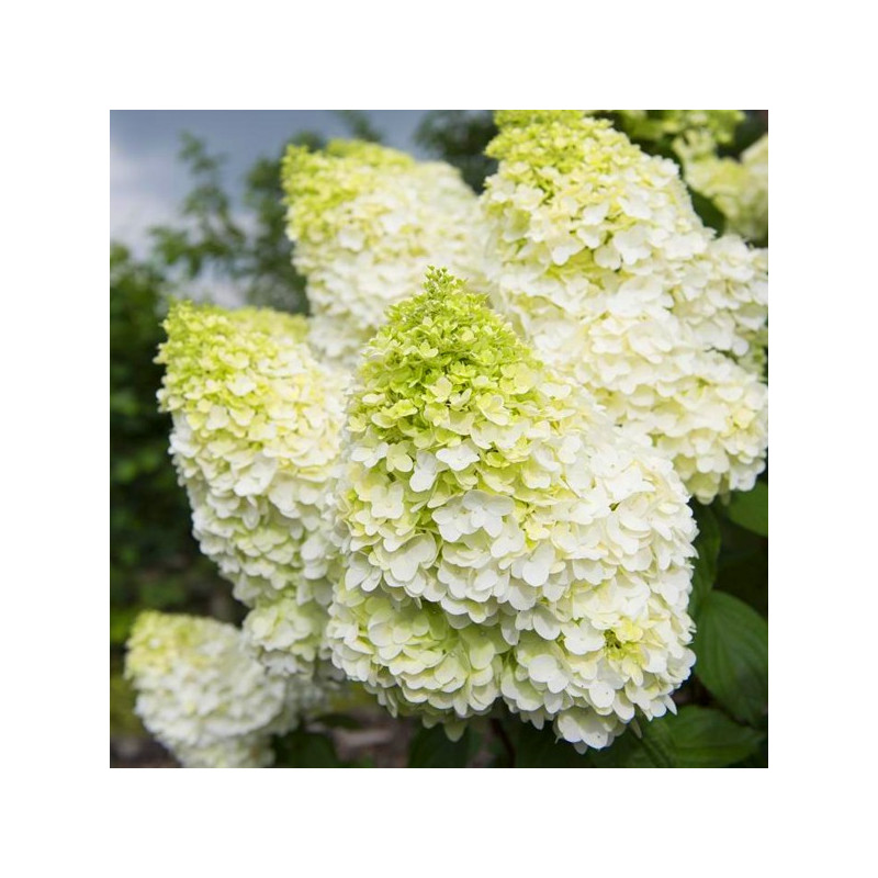 Hortensja bukietowa Limelight cena