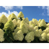Hortensja bukietowa Limelight