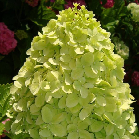 Hortensja bukietowa cena sadzonki