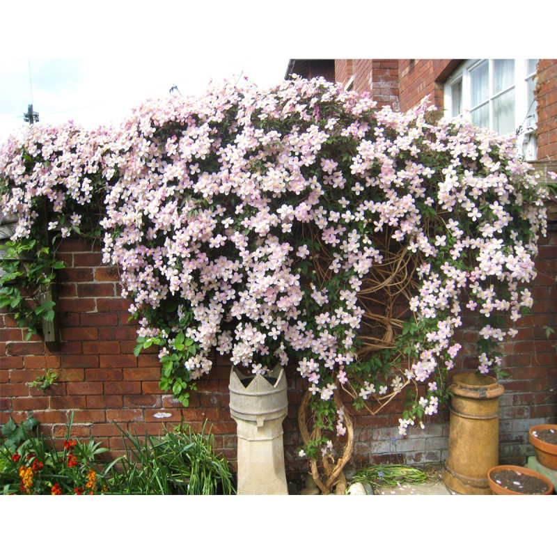 Powojnik górski Montana gdzie kupić