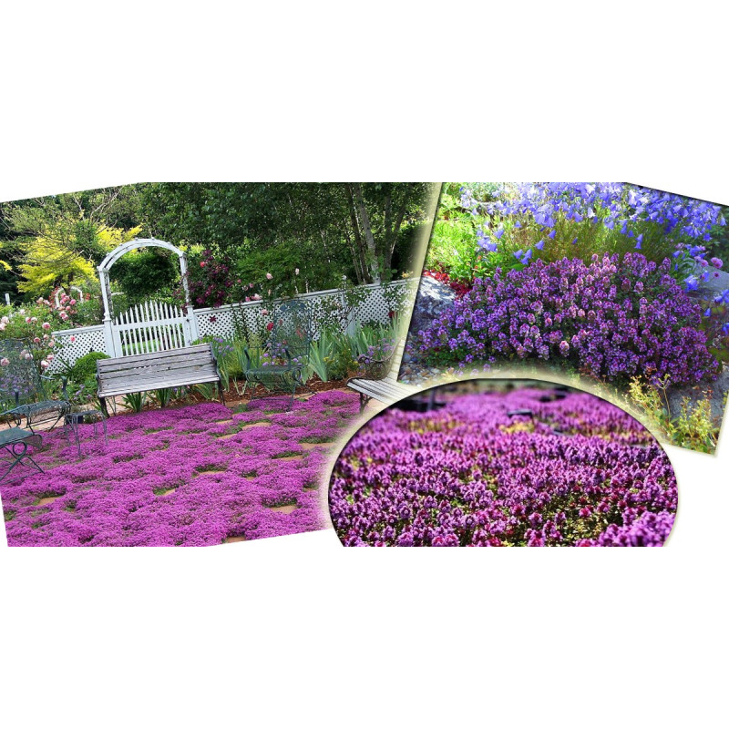 Macierzanka do ogrodu