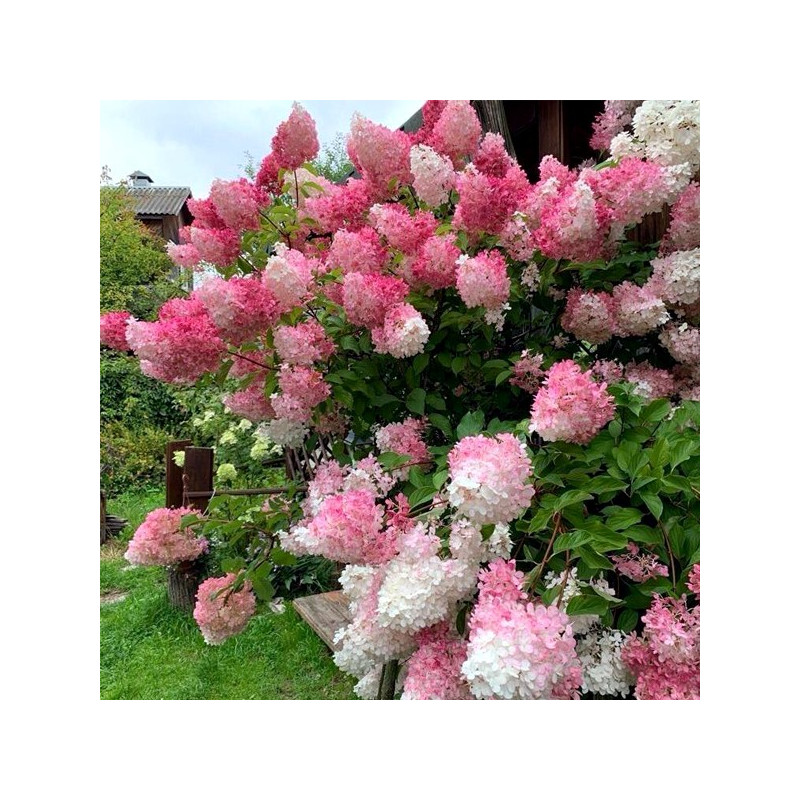 Hortensja bukietowa Renhy