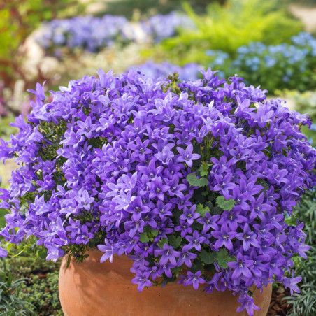 Dzwonek Dalmatyński cena