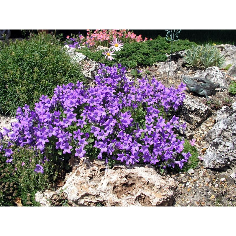 Dzwonek Dalmatyński sklep