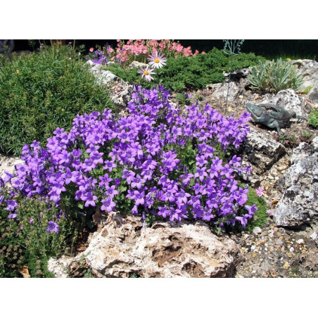 Dzwonek Dalmatyński sklep